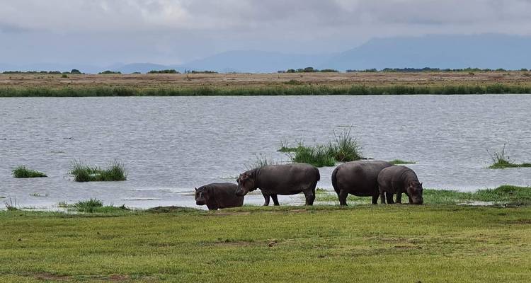 11 JOURS 10 NUITS SAFARI PRIVÉ AU KENYA ET EN TANZANIE - Gracepatt Ecotours Kenya 1