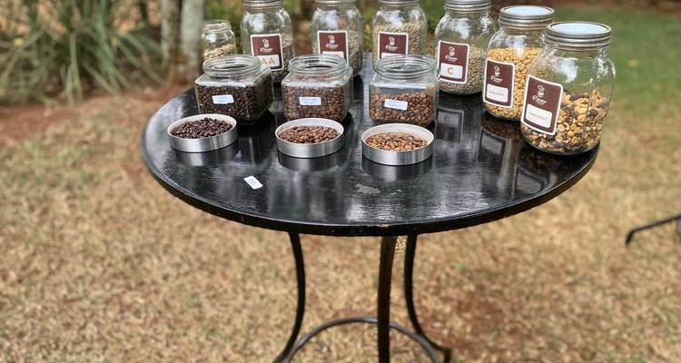 Visita a la Granja de Café Fairview Estate con recogida - Gracepatt Ecotours Kenya 1