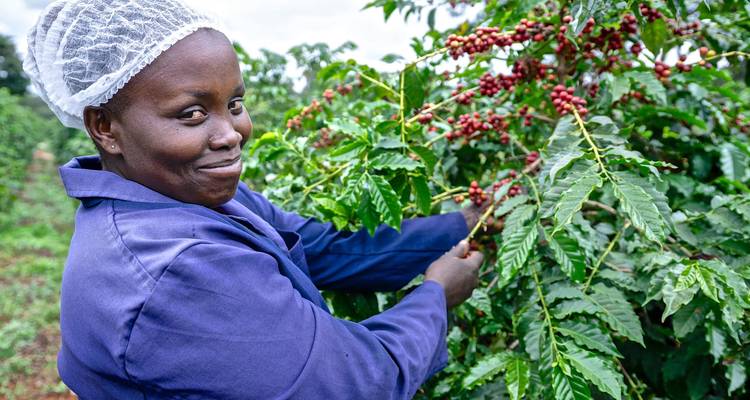 Visita a la Granja de Café Fairview Estate con recogida - Gracepatt Ecotours Kenya 4