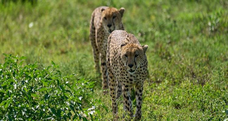 Wildlife Wonders of East Africa: A 13-Day Safari Exploration - Wanderful Holidays LLC 1
