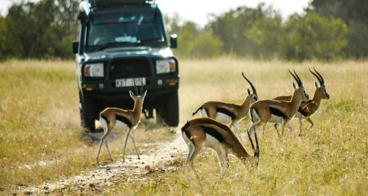 Wildlife Wonders of East Africa: A 13-Day Safari Exploration - Wanderful Holidays LLC 2