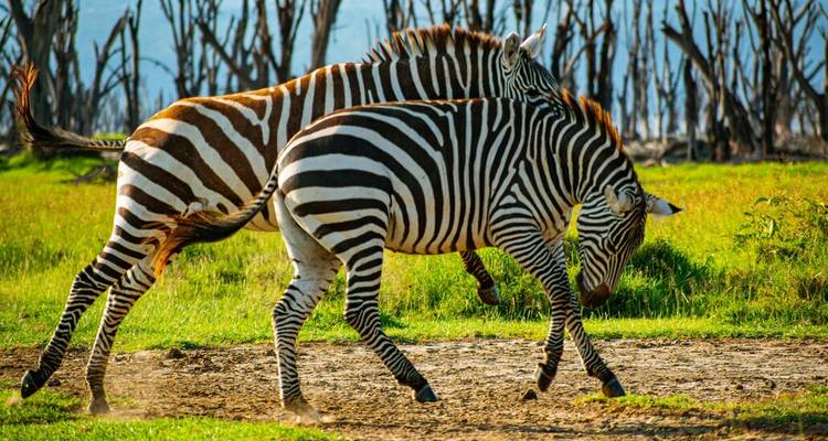 Wildlife Wonders of East Africa: A 13-Day Safari Exploration - Wanderful Holidays LLC 3