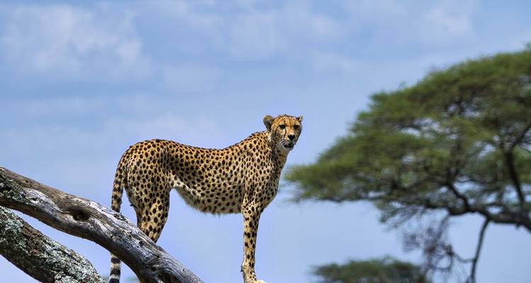 Wildlife Wonders of East Africa: A 13-Day Safari Exploration - Wanderful Holidays LLC 4