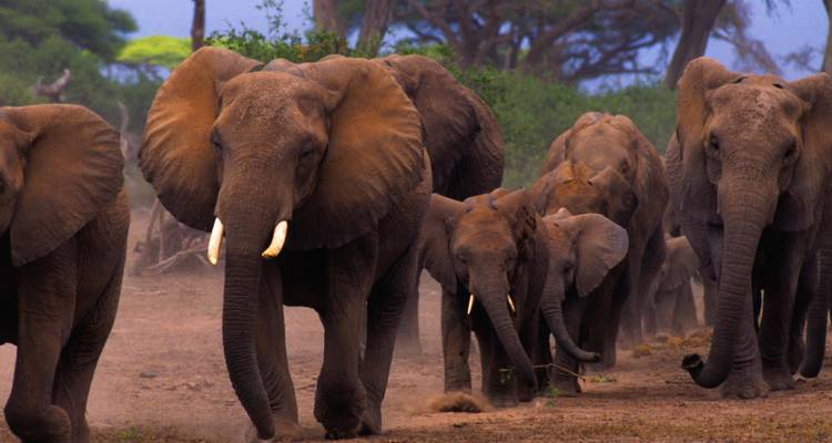 Herd of elephants walking in a dusty landscape.