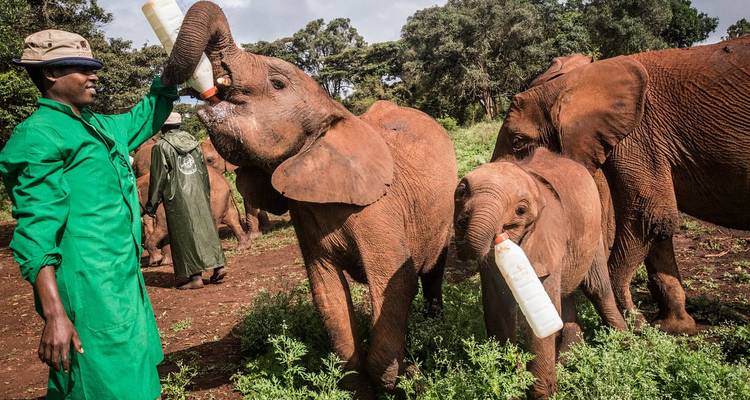 Safari de lujo de 13 días en Kenia y Tanzania con vuelos - Gracepatt Ecotours Kenya 3