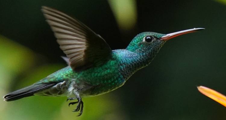 Expedición de 5 días al Amazonas Napo: Cultura, Aventura y Naturaleza Te Esperan - Responsible Travel South America 6