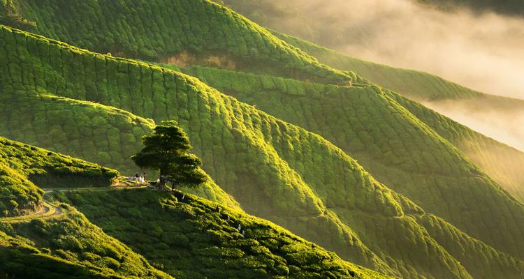 Malaysia Up Close: From Streets to Peaks - journaway 8