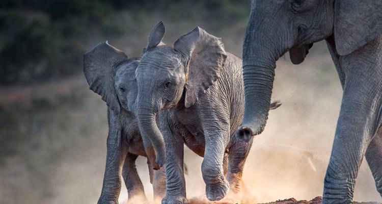 Ruta de los jardines de Sudáfrica: vida salvaje, olas y vibraciones de viaje por carretera - journaway 3
