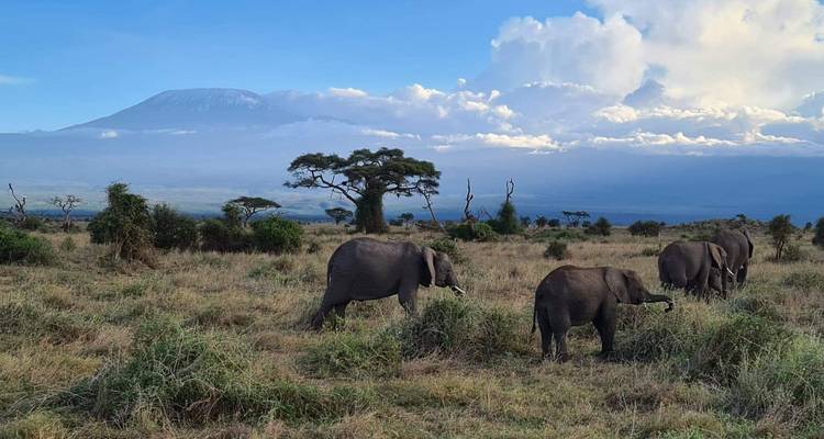 8 Days Amboseli, Lake Manyara, Serengeti, Ngorongoro & Tarangire Budget Safari - Gracepatt Ecotours Kenya 3