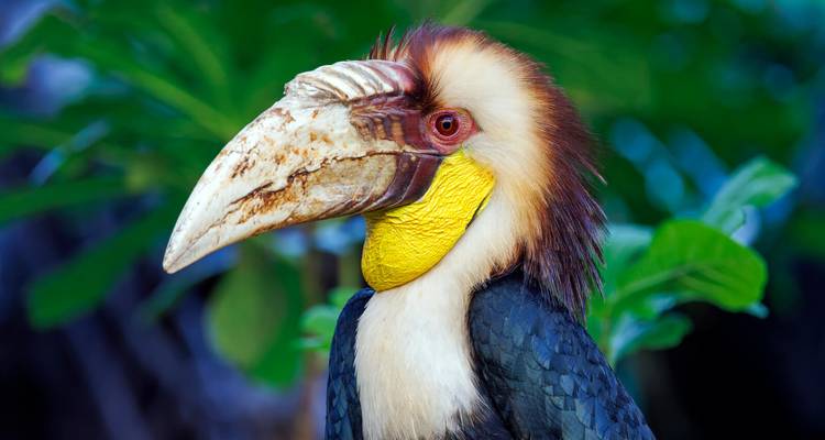 15 días Malasia, isla de Borneo: parques nacionales y cazarrecompensas - Oasis Travel 1