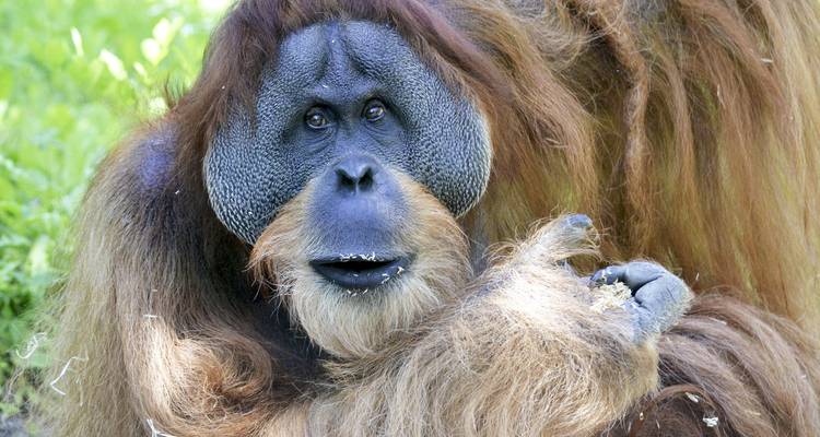 15 días Malasia, isla de Borneo: parques nacionales y cazarrecompensas - Oasis Travel 3