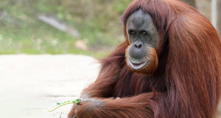 15 días Malasia, isla de Borneo: parques nacionales y cazarrecompensas - Oasis Travel 6