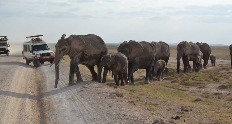 Groep olifanten die een weg oversteekt in een safari-omgeving met een jeep in de buurt.