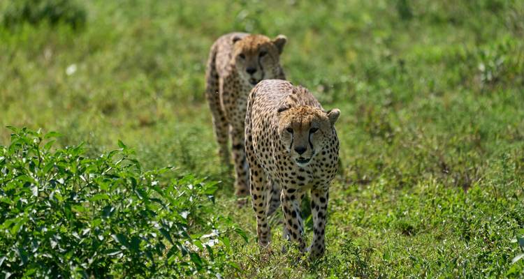Maravillas de la Fauna de Tanzania y Gozo en la Playa de Zanzíbar con Excursión Opcional al Kilimanjaro - Wanderful Holidays LLC 3