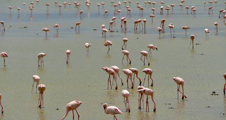 Los Cinco Grandes de Kenia y la dicha de la playa: 4 y 5 estrellas con todas las comidas incluidas - Wanderful Holidays LLC 2