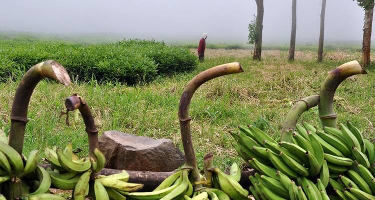 Aperçu du Cameroun et de la République centrafricaine - Penguin Travel 2