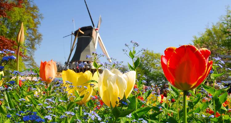 Tulip Serenade (Amsterdam - Amsterdam) - Lueftner Cruises 1