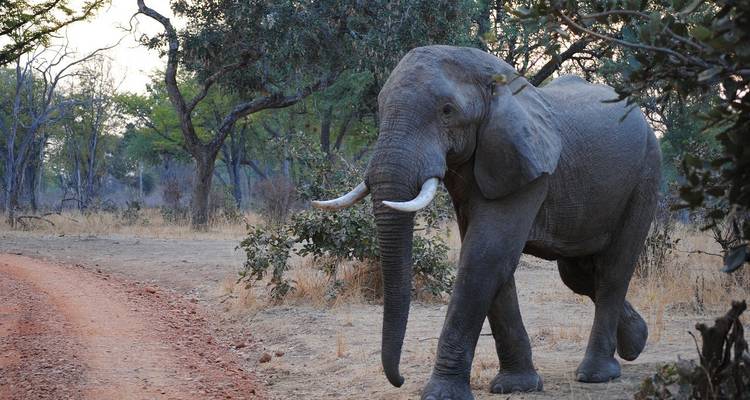 Olifant die langs een zandpad loopt in een bosrijk gebied.