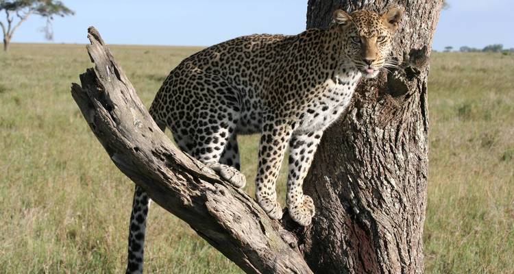 Safari de 8 días a los principales destinos naturales de África - Professional Safari Africa 3