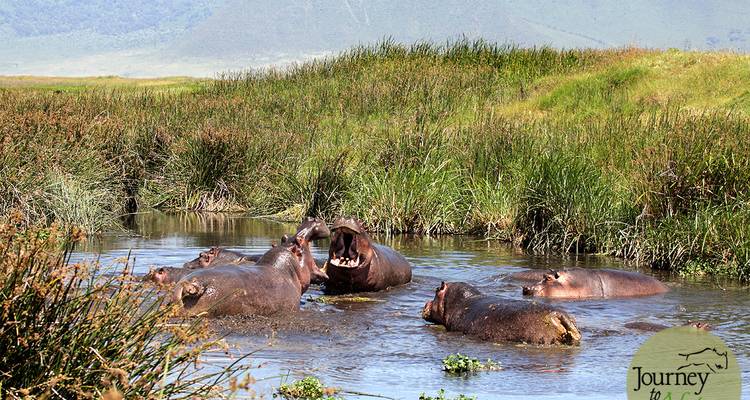 Safari de 8 días a los principales destinos naturales de África - Professional Safari Africa 4