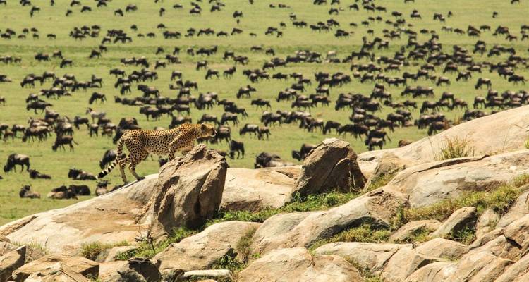 Safari de 8 días a los principales destinos naturales de África - Professional Safari Africa 5