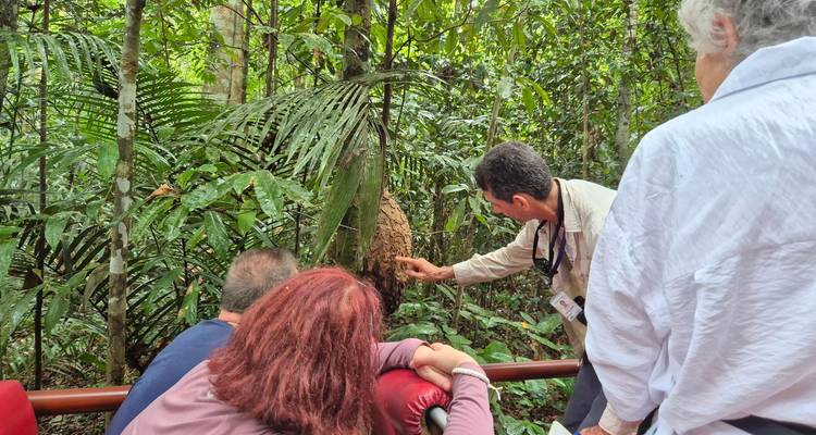 Guide points out a termite mound to travellers in dense Amazon rainforest.
