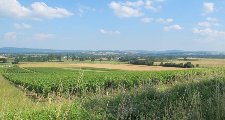 La Bourgogne à vélo :  Grand cru et art roman - Visite guidée à vélo - Grand Angle  7