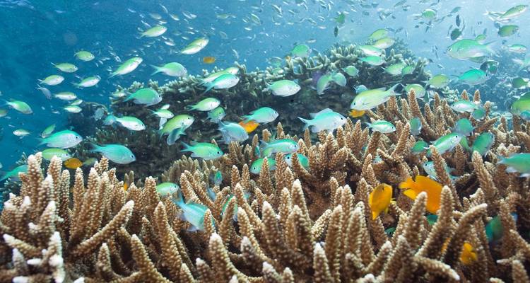 Escena vibrante de arrecife de coral con muchos peces tropicales coloridos nadando alrededor de corales ramificados.