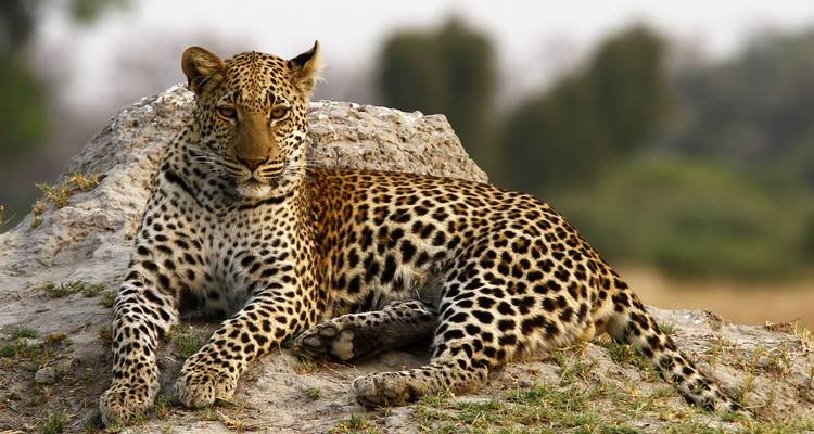 Een ontspannen luipaard ligt lui op een zonverwarmde termietheuvel in de Okavango Delta.