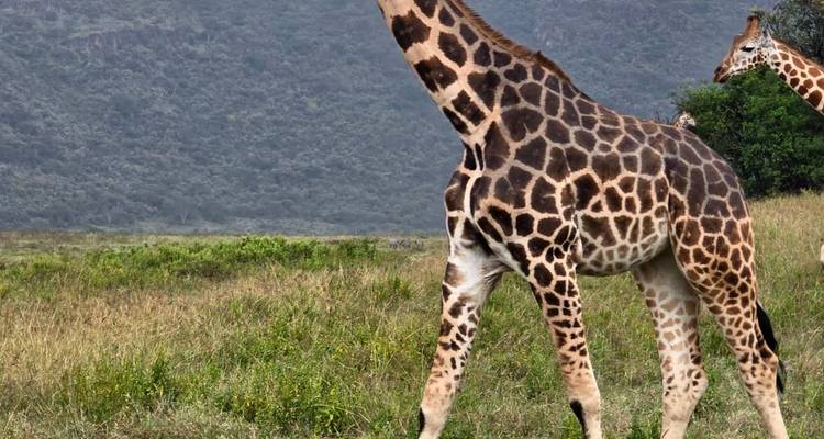 Ultimate South Africa Golf and Safari Adventure 12 Days /11 Nights - Across Africa Tours & Travel 2