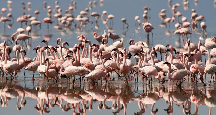 Experiencia de Aventura de por Vida de 10 Días - Professional Safari Africa 1