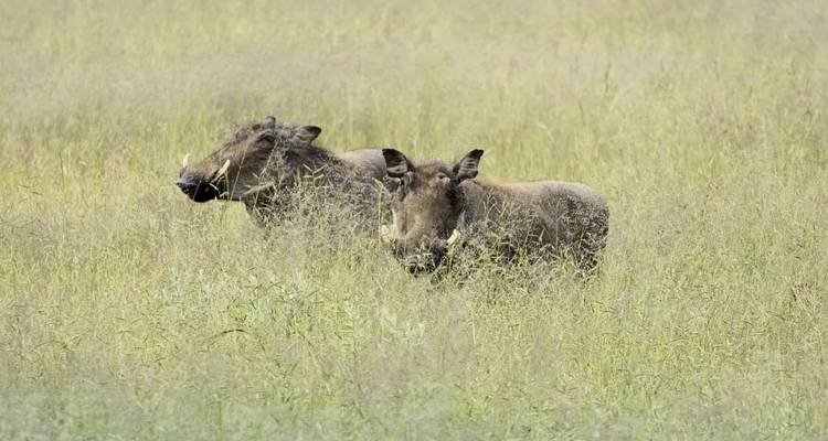 Kenya's Wild Wonders: 7-Day Epic Safari Adventure - Professional Safari Africa 3