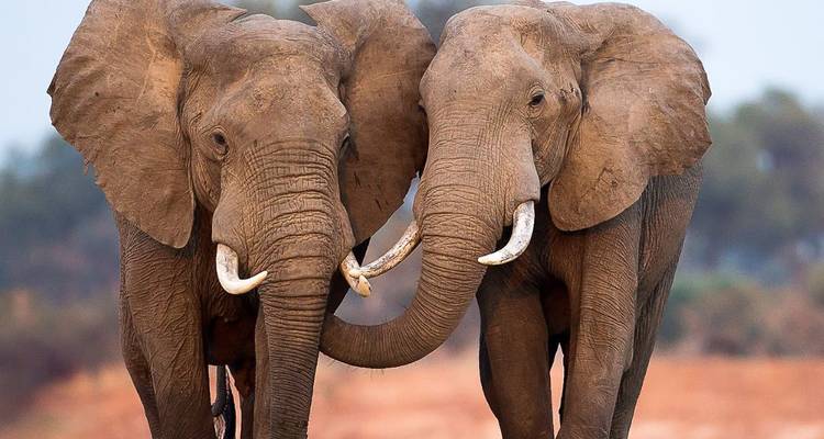 Kenya's Wild Wonders: 7-Day Epic Safari Adventure - Professional Safari Africa 6