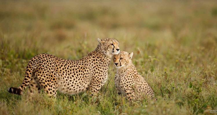Safari y Escapada a la Playa de Lujo Premium Todo Incluido de 12 Días - Professional Safari Africa 2