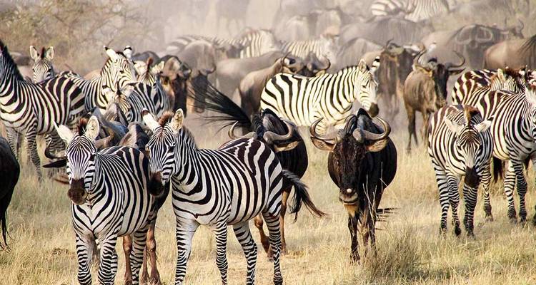 Safari y Escapada a la Playa de Lujo Premium Todo Incluido de 12 Días - Professional Safari Africa 3