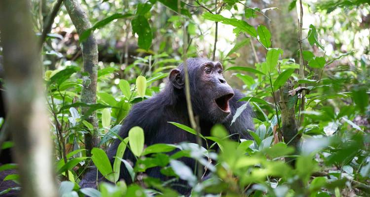 Experience Uganda Gorillas, Chimps & Kenya Great Migration Safari - Devine African Safaris Ltd 4