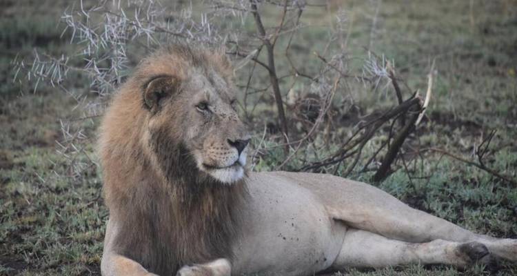 Experience Uganda Gorillas, chimps & Tanzania Migration Safari - Devine African Safaris Ltd 9