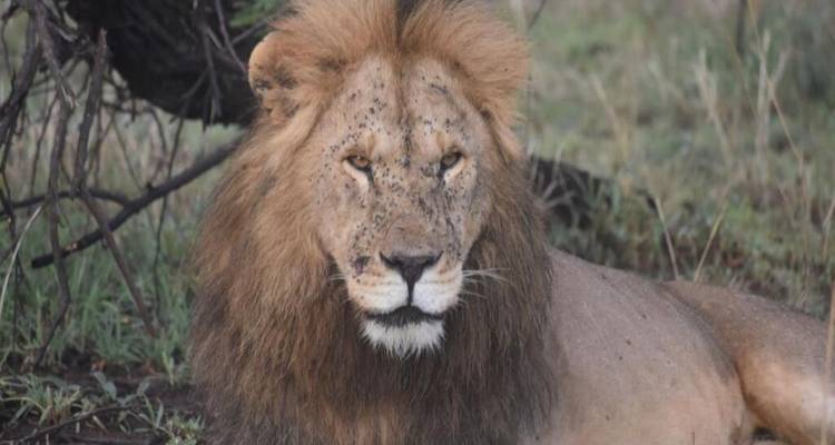 Experience Uganda Gorillas, chimps & Tanzania Migration Safari - Devine African Safaris Ltd 10