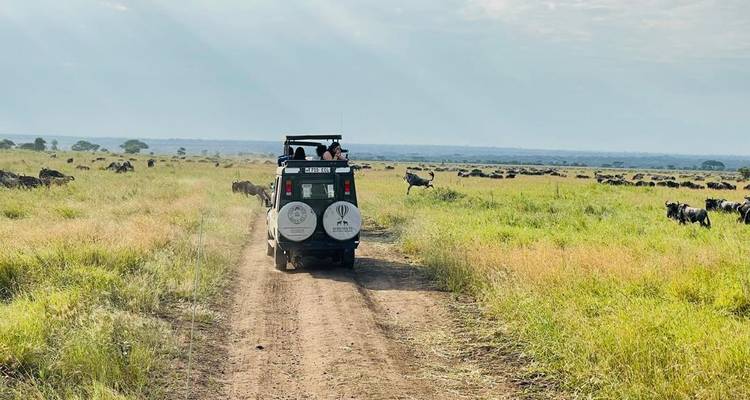 Experience Uganda Gorillas, chimps & Tanzania Migration Safari - Devine African Safaris Ltd 2