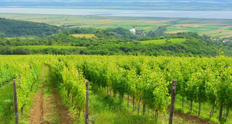 Istanbul Thrace Winery Group Tour - Fez Travel 2