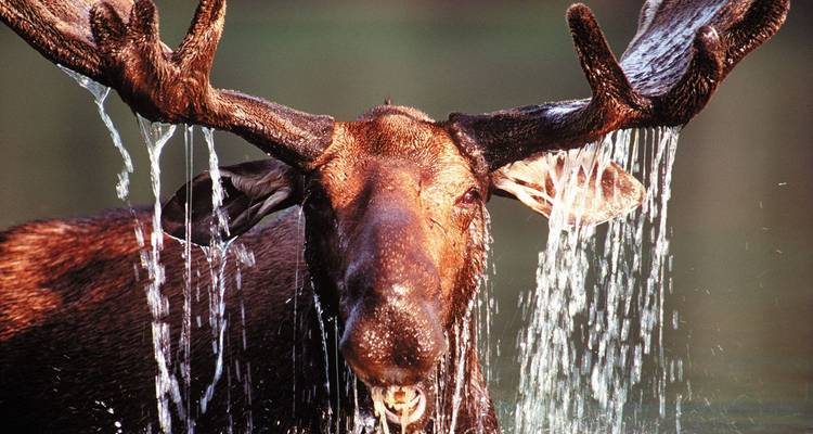 Eland die uit het water opkomt met druppels die naar beneden stromen