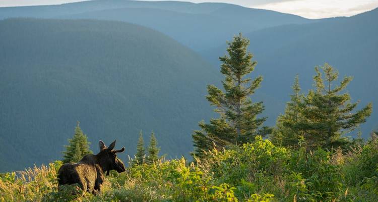 Eland die staat in een grasrijk gebied met bergen op de achtergrond.