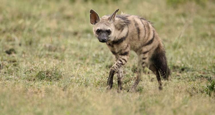 Safari de 1 día por el Parque Nacional Kruger de los Cinco Grandes - Knap Tours Limited 3
