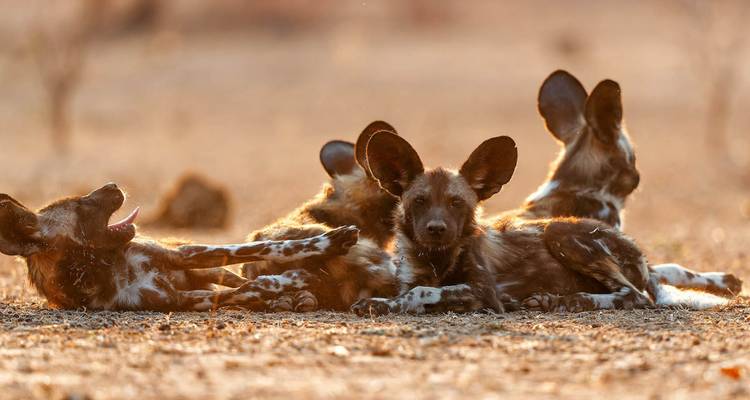 Safari de 1 día por el Parque Nacional Kruger de los Cinco Grandes - Knap Tours Limited 6
