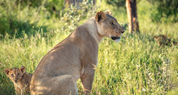 Safari de 1 día por el Parque Nacional Kruger de los Cinco Grandes - Knap Tours Limited 7