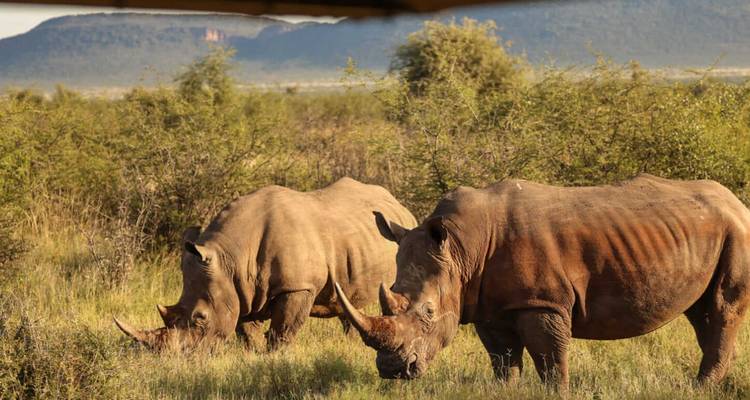 Safari de 1 día por el Parque Nacional Kruger de los Cinco Grandes - Knap Tours Limited 8