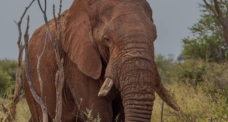 Safari de 1 día por el Parque Nacional Kruger de los Cinco Grandes - Knap Tours Limited 9