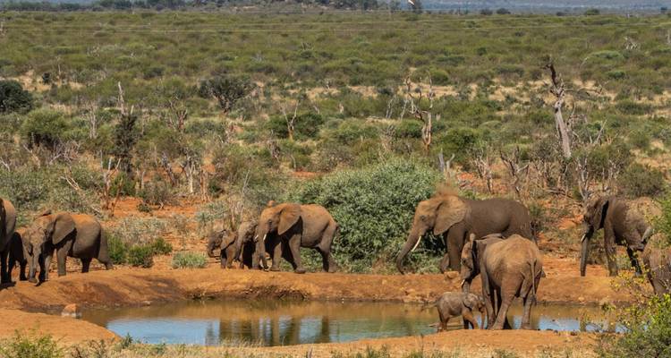 Safari de 1 día por el Parque Nacional Kruger de los Cinco Grandes - Knap Tours Limited 10