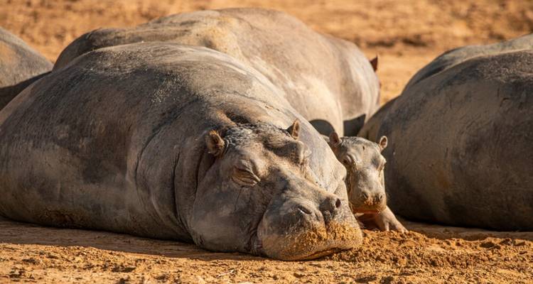 Safari de 2 jours en 4x4 avec les Big Five dans la réserve de chasse d'Aquila - Knap Tours Limited 1