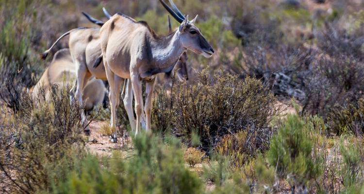 Safari de 2 jours en 4x4 avec les Big Five dans la réserve de chasse d'Aquila - Knap Tours Limited 2